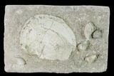 Mississippian Brachiopod & Cuneate Coral Fossils - Arkansas #148598-1